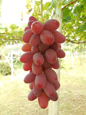 img_page_fresh_09