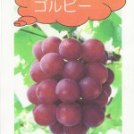 種なし×高糖度×でもすっきりした後味のぶどう「ゴルビー」