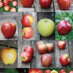 りんご12種食べ比べまとめ / Comparing the taste of 12 apples