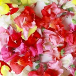 食用花 : Edible Flower(資料)
