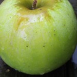 ベンジャミンフランクリンに愛されたりんご！ニュートン・ピピン(Newton Pippin Apple)まとめ