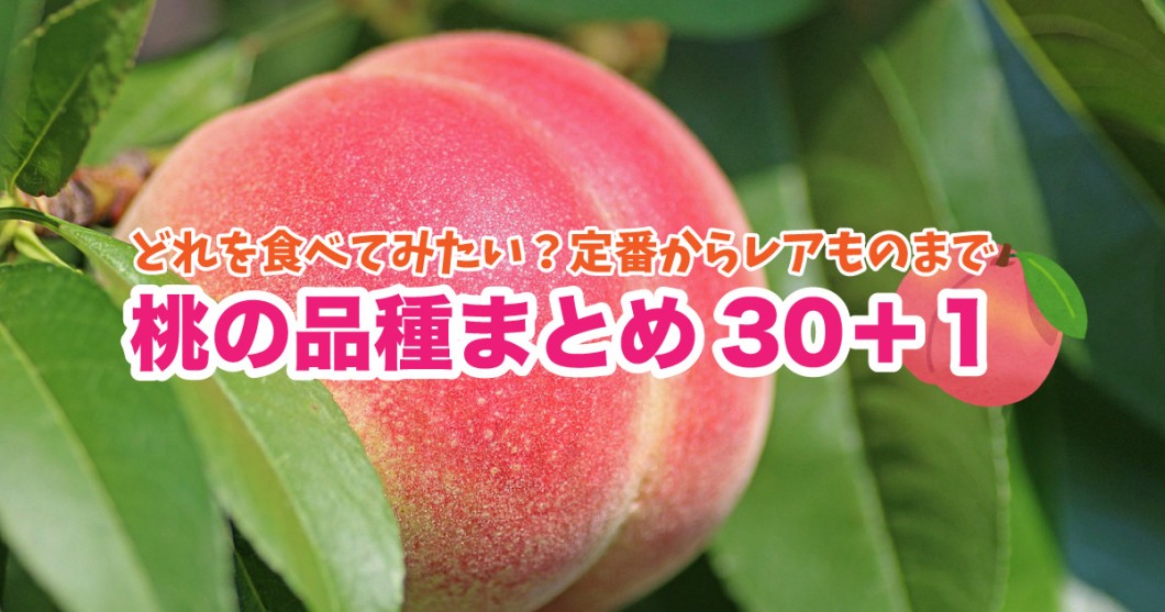 保存版 定番からレアものまで桃の品種まとめ30 1 清水白桃 おどろき 黄貴妃 Etc 野菜ソムリエ Hiro のベジフルポケット