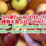 アメリカで見つけたリンゴ６種類食べ比べ(Evercrisp / Frostbite / Gold Rush / Kanzi / Opal / Swiss Gourment Apple)