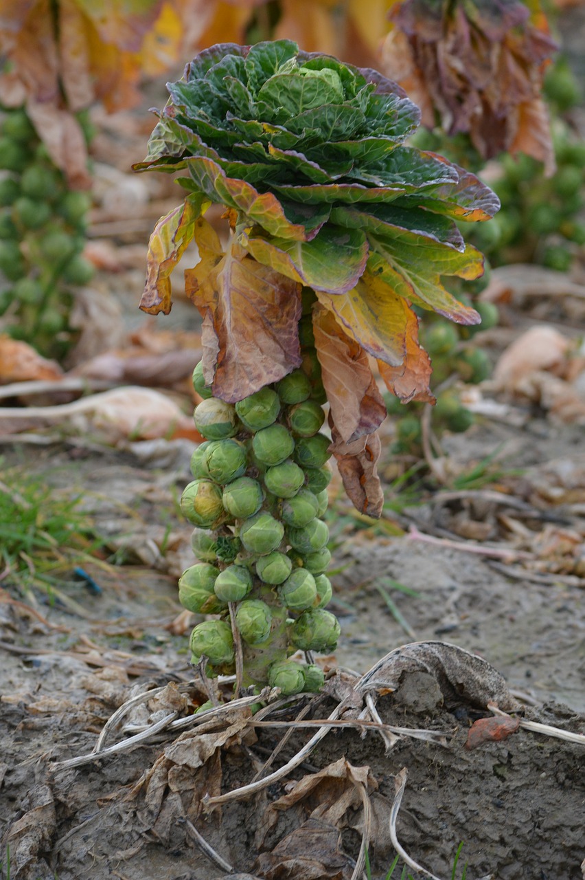 brussels-sprouts-plant-277189_1280