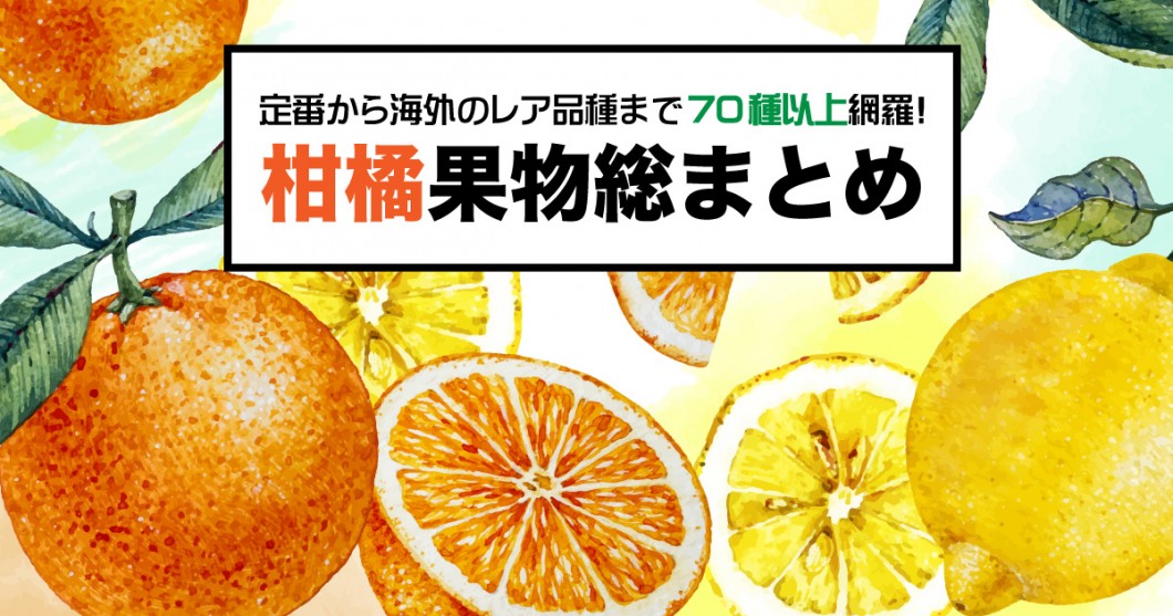 保存版 定番から海外のレア品種まで 柑橘果物77種類総まとめ 野菜ソムリエ Hiro のベジフルポケット