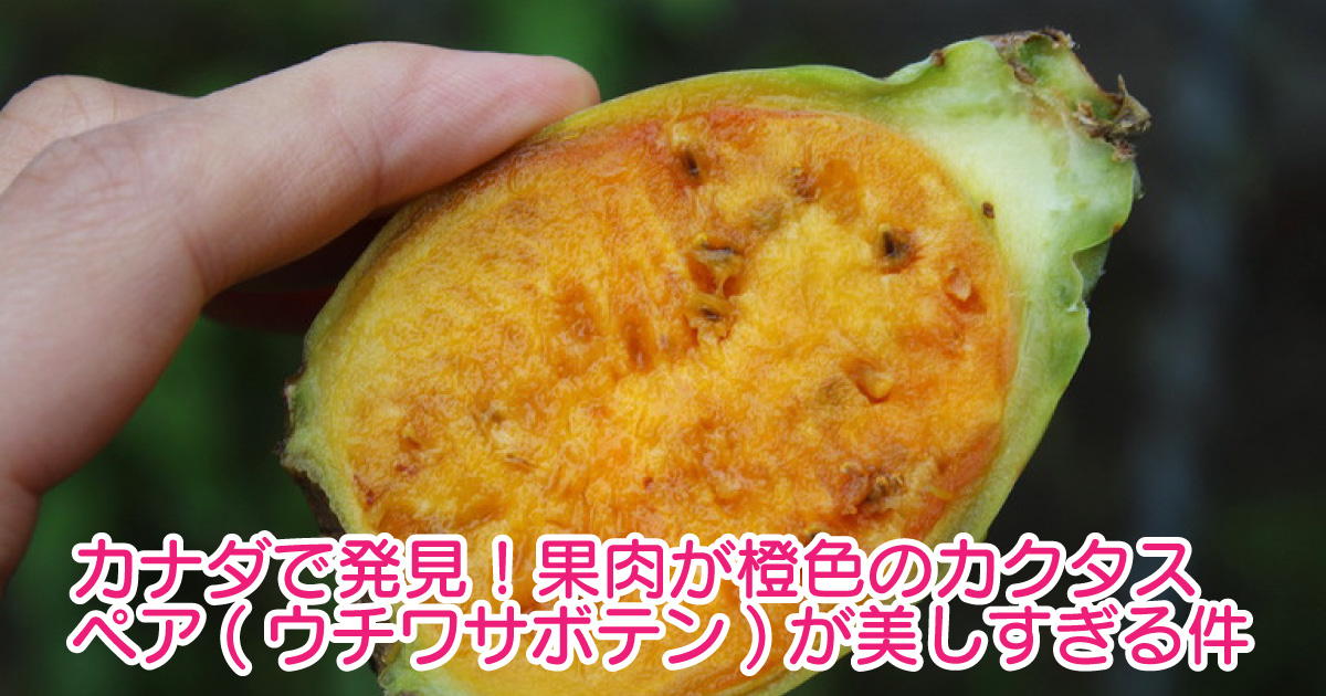 カナダで発見 果肉が橙色のカクタスペア ウチワサボテン が美しすぎる件 野菜ソムリエ Hiro のベジフルポケット