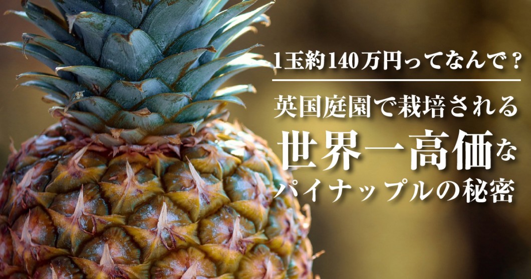 1玉約140万円 イギリス庭園lost Gardens Of Heliganの世界一高価なパイナップルの秘密 野菜ソムリエ Hiro のベジフルポケット