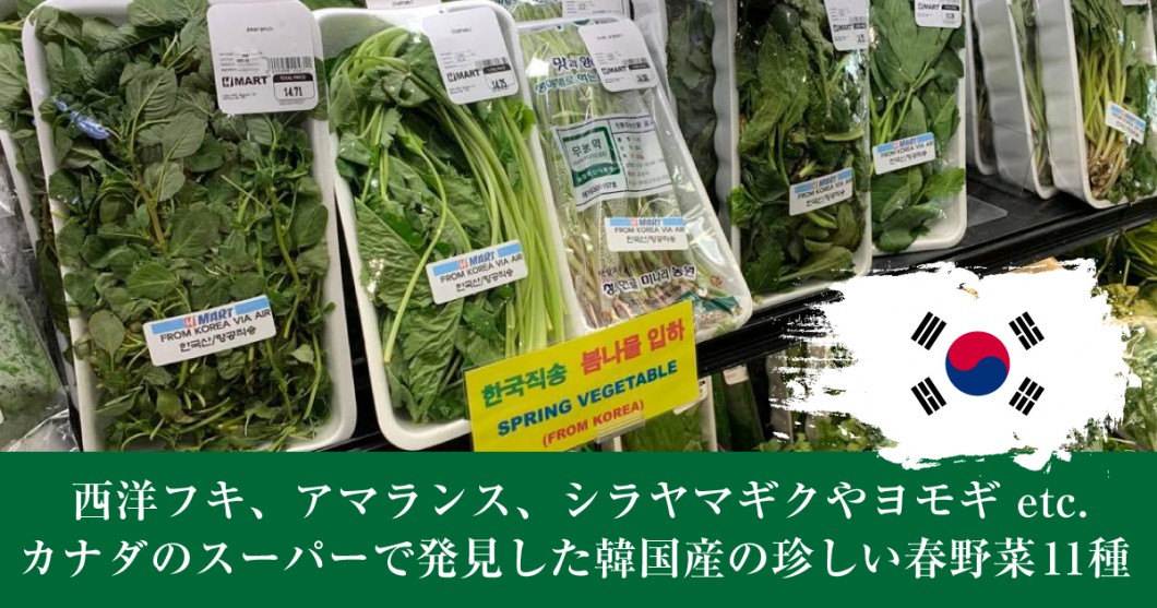 タイムセール！】 キャベツの種 夢舞台 小袋 2000粒 野菜の種