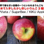 世界で最も甘い品種の一つも?!北米で入手した少し珍しいりんご3種類(Sugar Bee / Piñata / KIKU Apple)