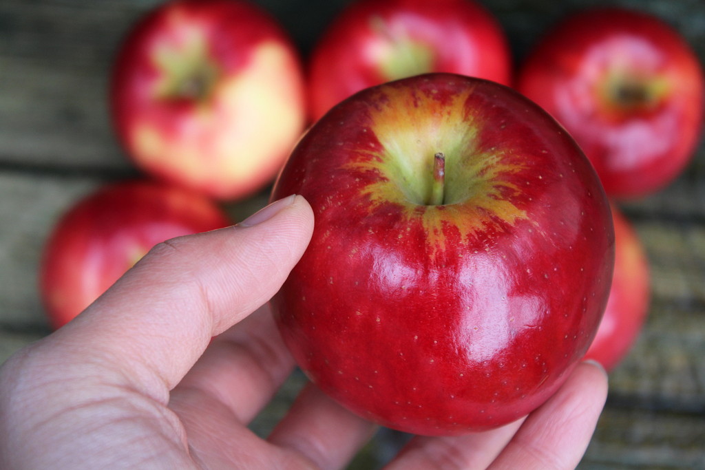 北米で手に入るちょっと珍しいりんご5種類を食べてみた(Sweetie / Snap 