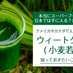 甘い青汁？スーパーフード？北米で人気のウィートグラス(小麦若葉)知っておきたいこと4つ