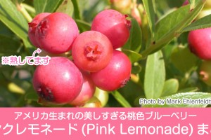 pink-lemonada-thum