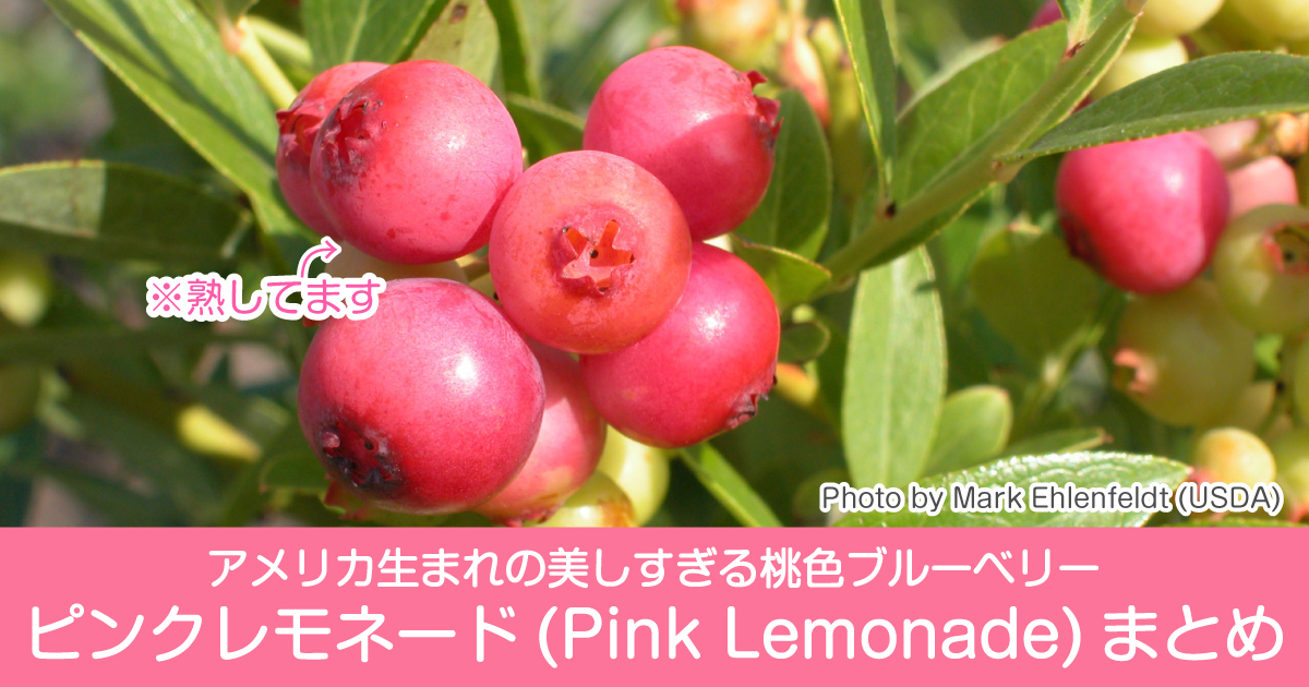 桃色ブルーベリー アメリカ生まれのピンクレモネード Pink Lemonade まとめ 野菜ソムリエ Hiro のベジフルポケット