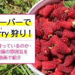 tayberry-picking