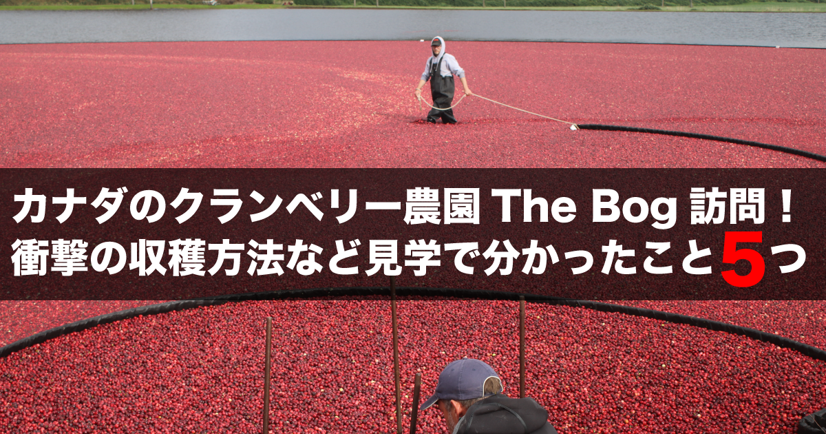 カナダのクランベリー農園the Bog訪問 衝撃の収穫方法など見学で分かったこと5つ 野菜ソムリエ Hiro のベジフルポケット