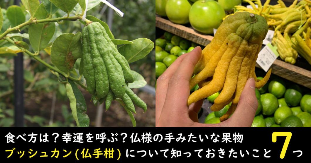 食べ方は 幸運を呼ぶ柑橘 ブッシュカン 仏手柑 について知っておきたいこと７つ 野菜ソムリエ Hiro のベジフルポケット