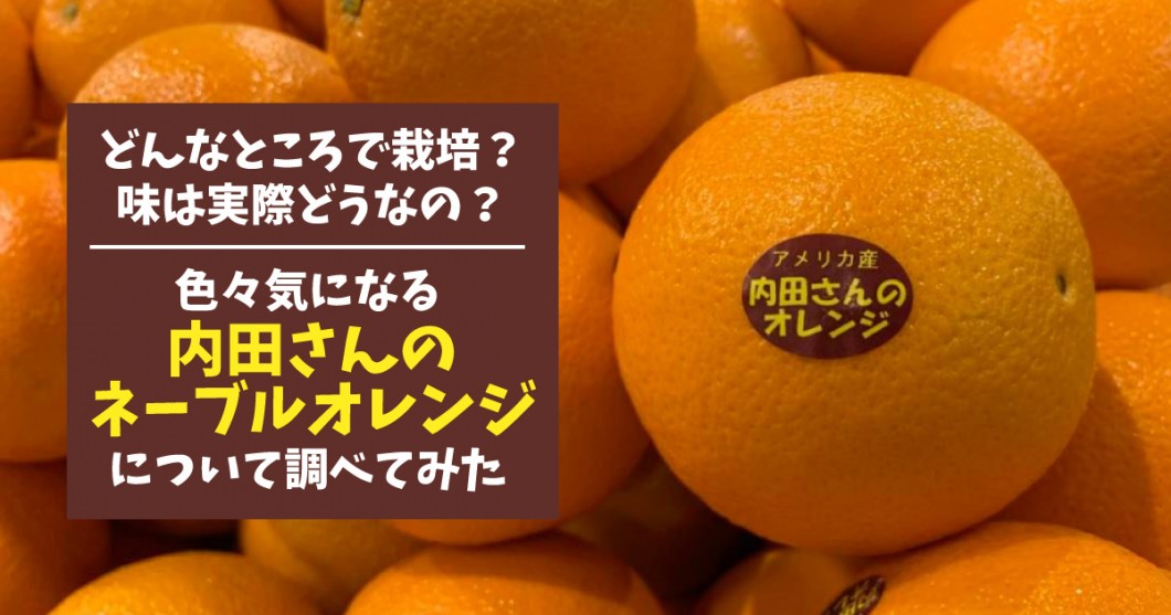 日本産orアメリカ産 内田さんのネーブルオレンジについて調べてみた内容まとめ 野菜ソムリエ Hiro のベジフルポケット