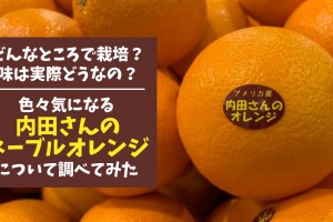 uchidasan-navel-orange