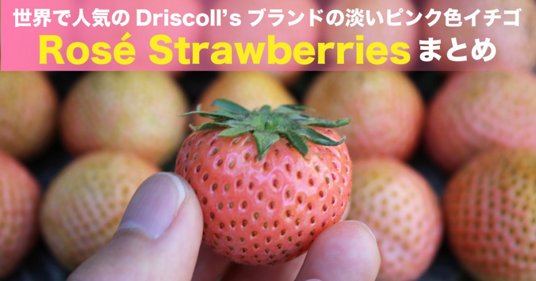世界で人気のDriscoll'sの淡いピンク色イチゴ「ロゼストロベリー」を