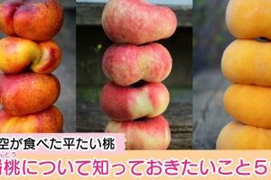 bantou-donut-peach