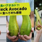 long-neck-avocado2