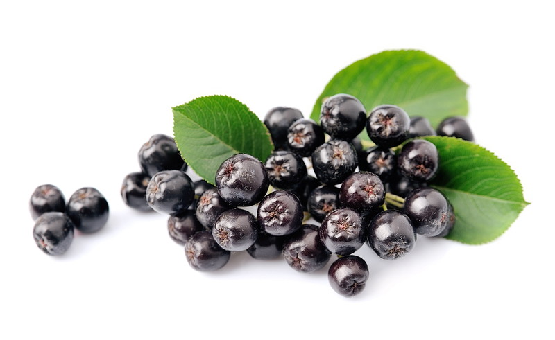 Black chokeberry with leaves close up. Black aronia berries.