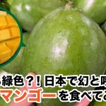 熟しても緑色？！日本で幻と呼ばれるキーツマンゴーを食べてみた感想