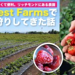 canwestfarms-strawberry-picking