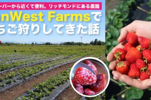 canwestfarms-strawberry-picking