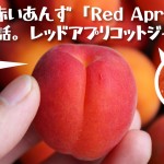 カナダでも珍しい赤いあんず(Red Apricot)入手！アプリコットジャムレシピ