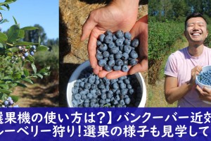 blueberry-picking-birakberryfarms
