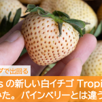 driscolls-tropical-bliss-strawberries
