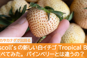 driscolls-tropical-bliss-strawberries
