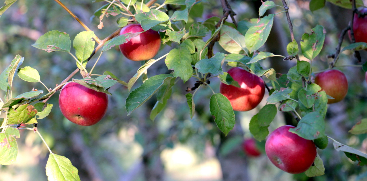 picture of ripe apples in orchard ready for harvesting,shallow dof