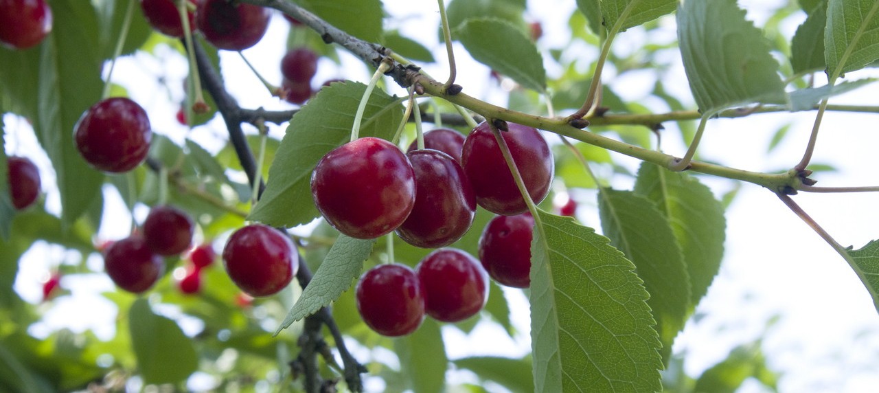 ripe-dark-red-cherries-hanging-cherry-tree-branch-with-green-blurred-background