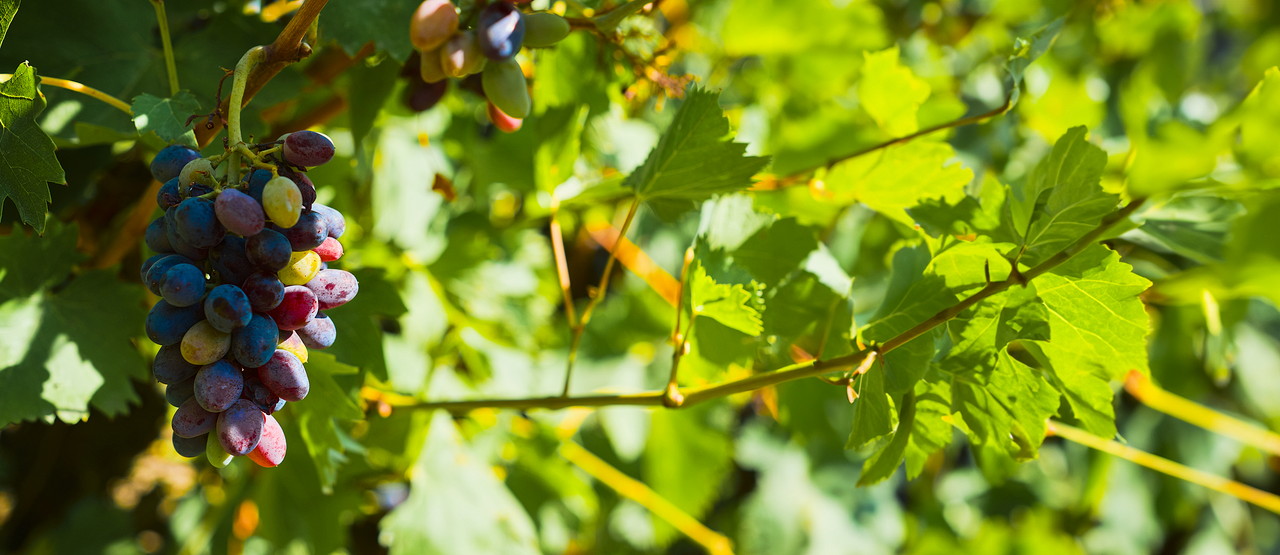 purple-grapes-vineyard-harvesting-production-wine-idea-web-banner-selective-focus