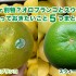 同じ柑橘？オロブランコとスウィーティーについて知っておきたいこと5つまとめ