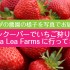 メトロバンクーバーでいちご狩り(U-pick)！Emma Lea Farmsに行ってきた
