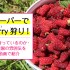タイベリー(Tayberry)狩り！カナダの農園Emma Lea Farmsへ行ってきた