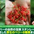 スタンレーパークで発見した野生のベリー6種まとめ(サーモンベリー/ハックルベリー/レッドエルダーベリー/シンブルベリー/サラルベリー /オーバルリーフブルーベリー)