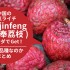 中国の人気ライチ Xian Jin Feng(仙进奉荔枝) を入手！どんな品種なのかまとめてみた