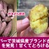 茨城県のブランドさつまいも 紅和み(べになごみ) をカナダで発見！焼き芋レシピ
