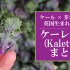 ケール×芽キャベツの英国野菜「ケーレッツ(Kalettes)」まとめ。プチヴェールとの違いは？