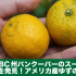 カナダBC州バンクーバーのスーパーで生のゆずを発見！アメリカ産 Yuzu Lemonの香りは？