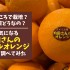 日本産orアメリカ産？内田さんのネーブルオレンジについて調べてみた内容まとめ