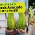 衝撃の顔より長いアボカド「Long Neck Avocado」を食べてみた感想