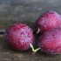 イタリアン”プルーン”プラムの写真まとめ(Italian Prune Plums)