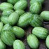 新野菜「キューカメロン」に迫る！ひと口サイズのキュウリ？スイカ？
