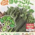 【丸ごと食べられる】はなっこりーレシピ6つ(ベーコン巻き/チャンプルー/白和えetc)(資料 / レシピ付)