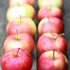 セイリッシュ / Salish apple